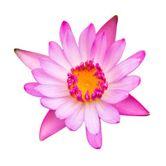 Beautiful lotus(Single lotus floweron  white background)