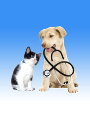 puppy and kitten