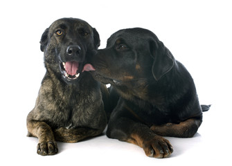 Holland Shepherd and rottweiler