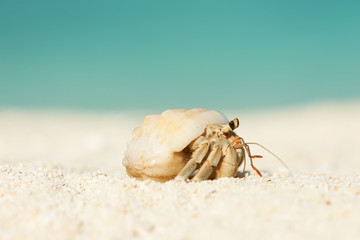 Hermit crab at beach