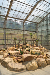 Cactus in a conservatory Glasshouse