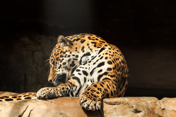 Closeup portrait of jaguar or Panthera onca