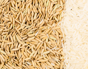 rice and paddy