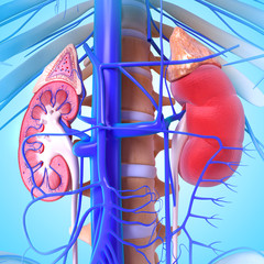 3d anatomy of kidney cross section