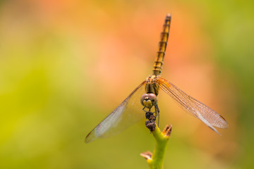Dragonfly on a stem extreme close up