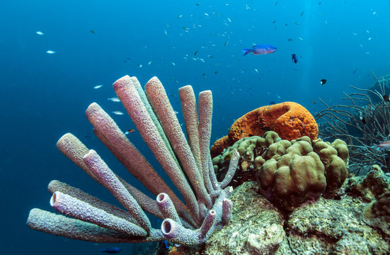 Fototapeta Underwater coral reef