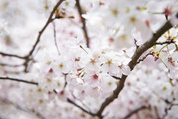 Cherry blossoms