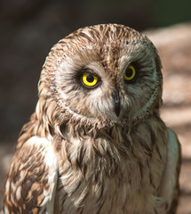 Brown owl with yellow eyes