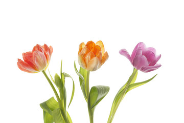 Drei Tulpen auf weißem Hintergrund