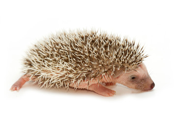 baby pygmy hedgehog
