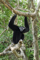White Cheeked Gibbon or Lar Gibbon