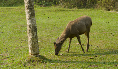 Fototapeta premium Beautiful deer