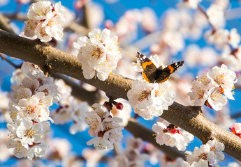 Butterfly on a flowering branch of apricot, bokeh