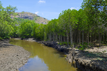 Fototapeta na wymiar Photo of green fertile mangrove forests of Thailand.