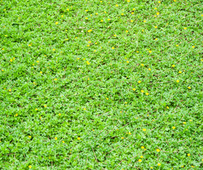 Green leaf background