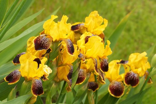 Iris (Iris L.), flowers in garden