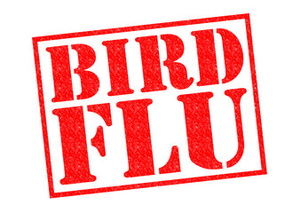 BIRD FLU