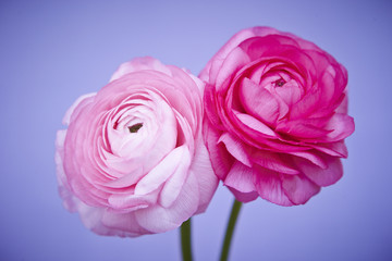 ranunculus