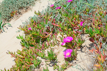 Fototapeta na wymiar flowers on the sand