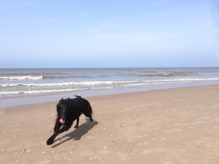 Hund am Strand