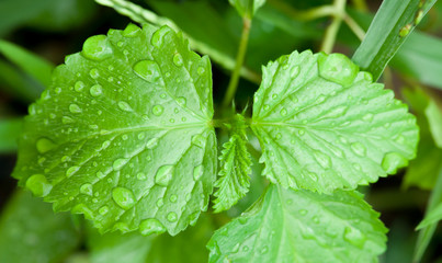 Beautiful green leaf with drops of water