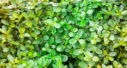 green leaf background