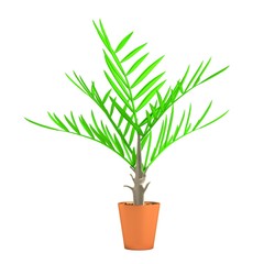 realistic 3d render of palm