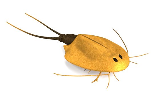 realistic 3d render of triops cancriformis