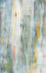Abstract painting by eucalyptus tree bark