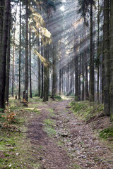 Fototapeta premium Morning in Forest