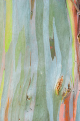 Abstract painting by eucalyptus tree bark