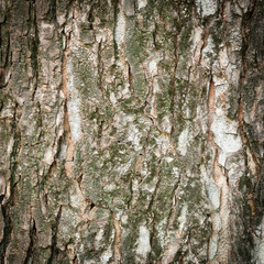 bark of tree texture