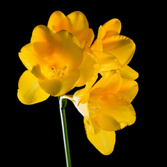 Fototapeta na wymiar Yellow Bloomers