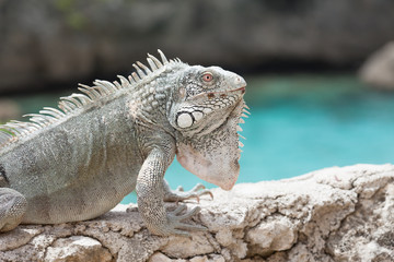 Green Iguana's Reptiles at Lagun Beach Curaca caribbean island