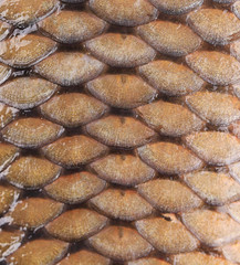 Carp fish scales. © indigolotos