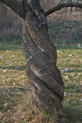 Twisted trunk of a almond (Prunus dulcis), Catalan Prepyrenean