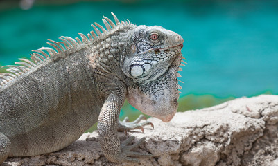 Green Iguana's Reptiles at Lagun Beach Curaca caribbean island