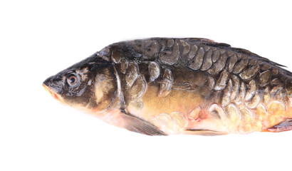 Mirror carp.