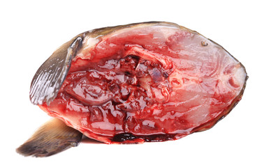Head carp fish.