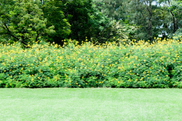 Yellow  flowers on meadow