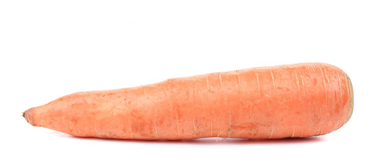 Fresh carrot.