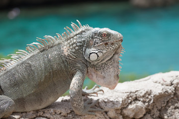 Green Iguana's Reptiles at Lagun Beach Curaca caribbean island