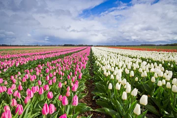 Fotobehang Tulp Witte en roze tulpen op een veld