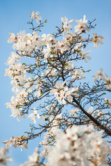 Blooming spring tree branches