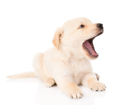 yawning golden retriever puppy dog. isolated on white background - Powered by Adobe