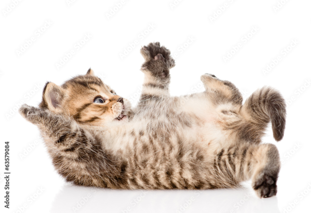 Poster british kitten lying on the back. isolated on white background