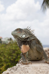 Green Iguana's Reptiles at Lagun Beach Curaca caribbean island