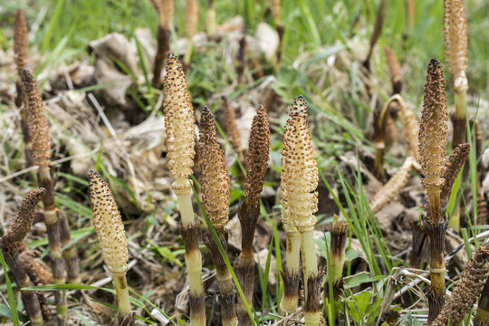 Equisetum arvense / Pr&ecirc;le des champs