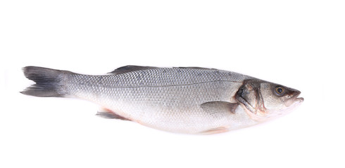 Seabass, Dicentrarchus labrax.
