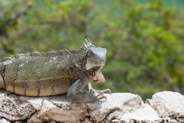 Green Iguana's Reptiles at Lagun Beach Curaca caribbean island